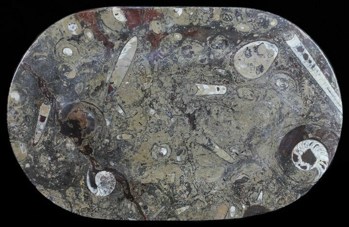 Fossil Orthoceras & Goniatite Plate - Stoneware #57789